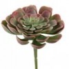 4"ECHEVERIA PICK PURP/GRN Shinoda Design Center 4-echeveria-pick-purp-grn