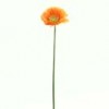 Shinoda Design Center 18-sm-gerbera-daisy-x1-b3