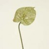 anthuriums