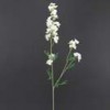 larkspur