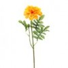 marigold