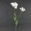 queen-anne-s-lace