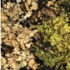 moss