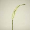 foxtail