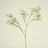 gypsophilia