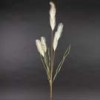 pampas