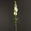snapdragons