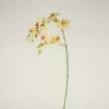 orchids