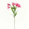 alstroemeria