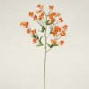 rock-cress