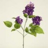 lilacs