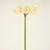 amaryllis