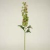 delphinium