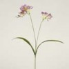 freesia