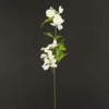 dogwood