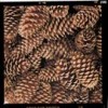 pinecones