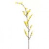 forsythia