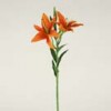 lily