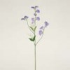 sweet-peas