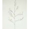 branches
