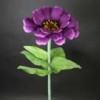 zinnia