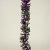 mardi-gras