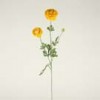 ranunculus