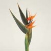 bird-of-paradise