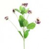 pansy