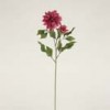 dahlias
