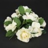 gardenia