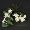 stephanotis