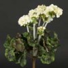 geranium