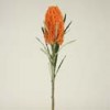 proteas