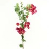 bougainvillea