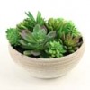 Shinoda Design Center 5-5-succulent-potted-natural