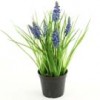 hyacinth