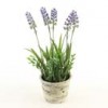 Shinoda Design Center 11-lavender-w-pot