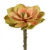 5"SUCCULENT STEM SUNSET Shinoda Design Center 5-succulent-stem-sunset