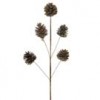 pinecones