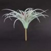 tillandsia