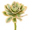 SUCCULENT Shinoda Design Center succulent