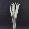 Shinoda Design Center 27-5-dried-common-reed-stem