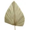 Shinoda Design Center 24-dried-fountain-palm-stem