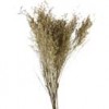 Shinoda Design Center 29-5-dried-telegraph-plant