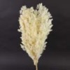 Shinoda Design Center 19-5-ming-asparagus-fern