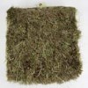 grass