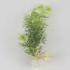 grass