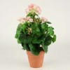 geraniums