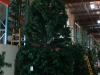 christmas-tree-18-foot-shinoda-design-center-2